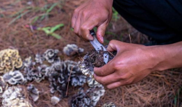 捡菌子视频,跟随视频探索野生菌子的奇妙世界